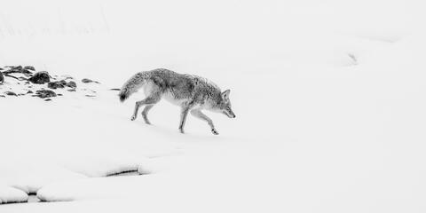 Coyote Photo 17