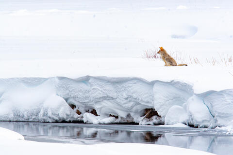 Coyote Photograph 8