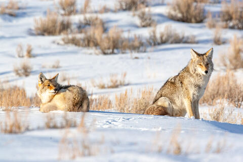 Coyote Photograph 19