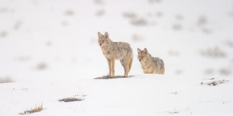 Coyote Picture 16