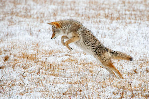 Coyote Picture 4
