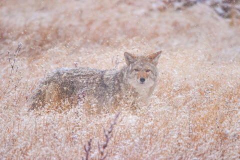 Coyote Picture 8