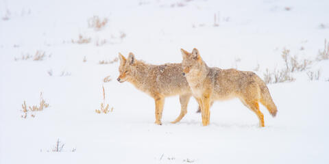 Coyote Picture 13