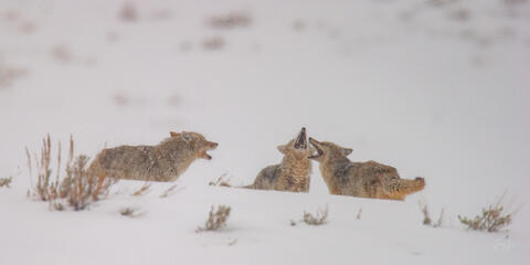 Coyote Picture 14