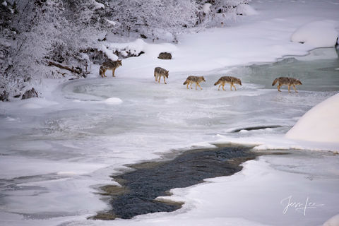Photographing Yellowstone with jessleephotos.com Coyote Photo tour