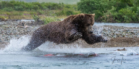 Fishing brown bear leaping on salmon 