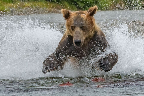 Grizzly bear fishing for salmon in Katmai National Park in Alaska 