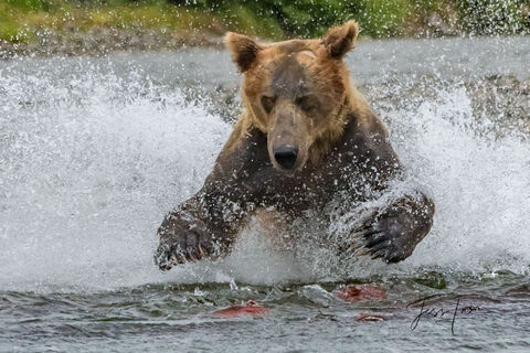 Grizzly-Brown Bear Salmon Fishing