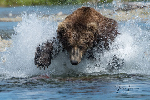 Grizzly bear hunting for salmon in Katmai National Park, Alaska 