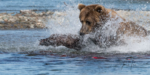 grizzly fishing for salmon in Katmai National Park, Alaska 