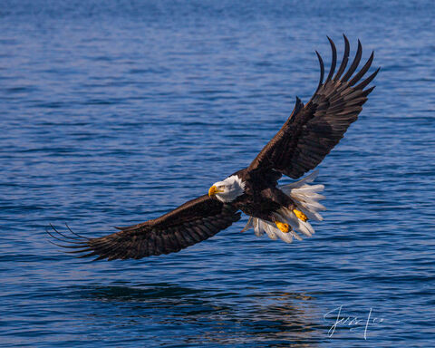 Grand Teton National Park eagle  Photo