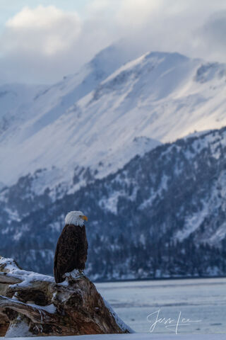 Solitude 