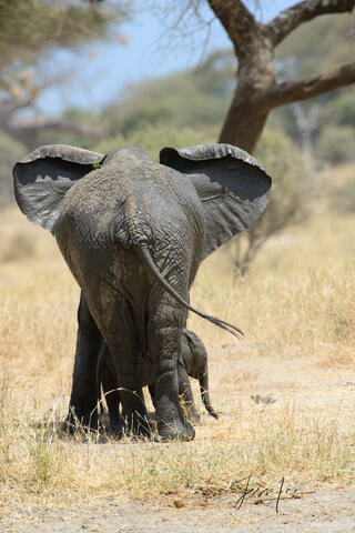 Elephant Photography Print Butt