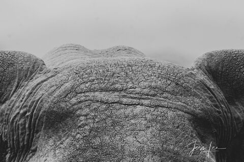 Elephant Photography Print bull head
