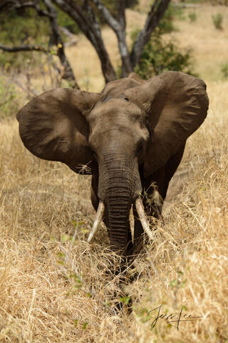 Elephant Photography Print Alert