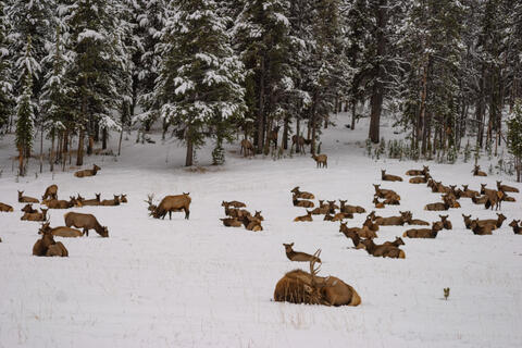 Winter Quarters