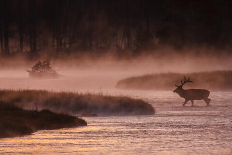 Elk in River wth red morning light
