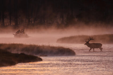 Elk in River wth red morning light
