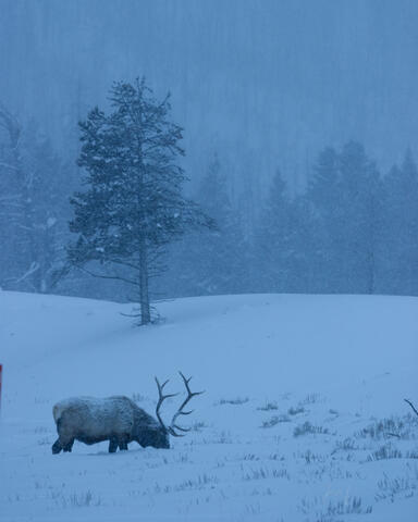 Endless Winter