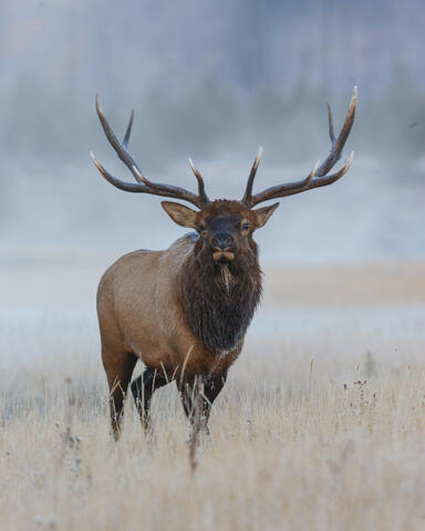 Out of the Mist