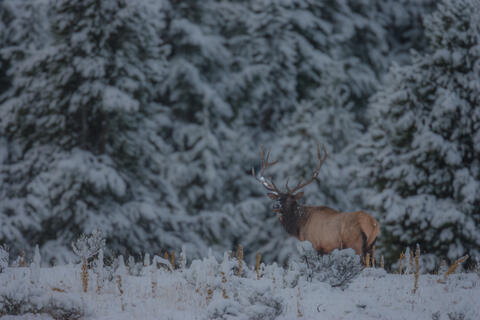 Fresh Snow