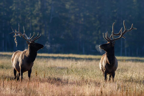 Face Off