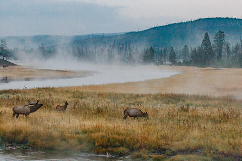 Morning herd