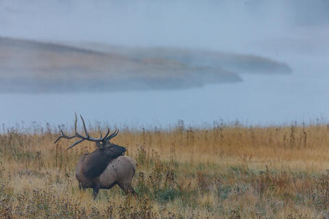Misty moring bugler 