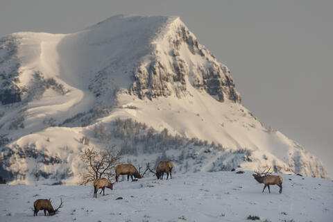 High Country Bulls