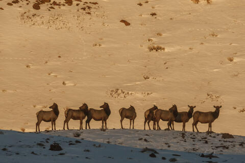 Line up of cow elk