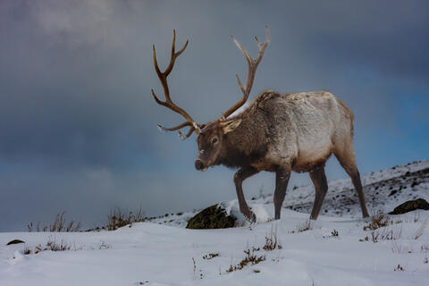 Winter Ranger