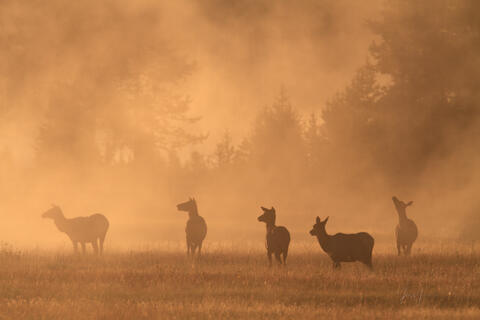 Elk Photo Print, Bull Elk herd