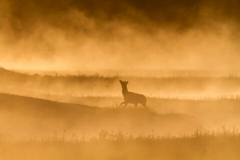 Alone at sunrise