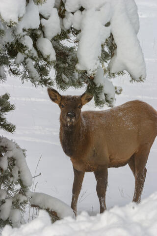 Elk Calf in Snow