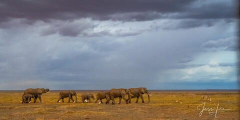 Elephant Photography Print Tusker
