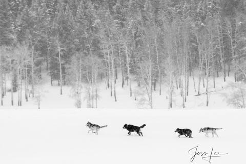 Yellowstone Wolf Pack in Winter