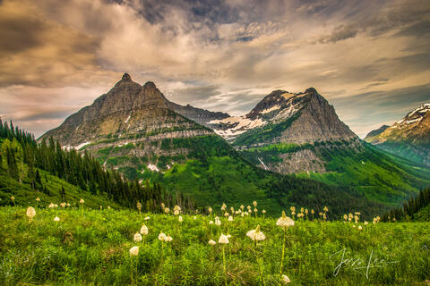 Glacier national park bear grass and mountains.