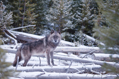 Yellowstone Gray Wolf in the Forest