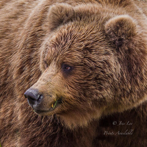 Brown Bear Photo