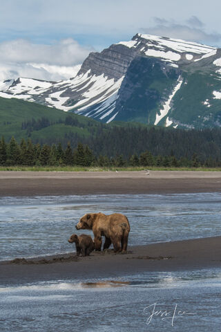 Grizzly Bear Photo 308