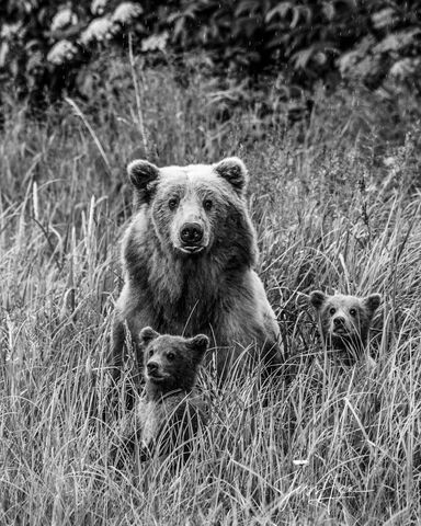 Grizzly Bear with cubs Photo