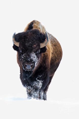 Bull Bison in Winter