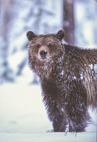 Winter Grizzly