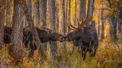 Grand Teton Photography Print of kissing Moose