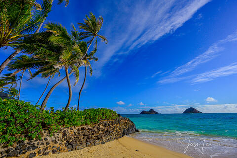 Lanikai Palms