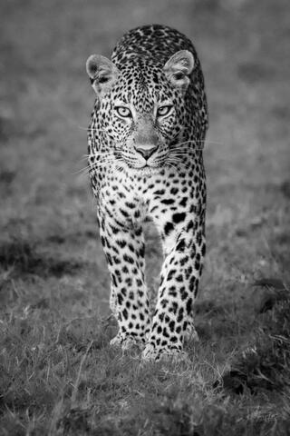 Locked on YOU! Leopard
