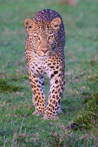 Stalking Leopard