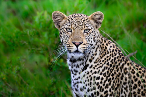 Eye of the Leopard