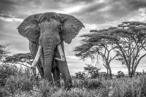 Power Move