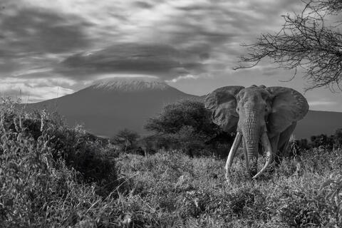 Wild Kingdom